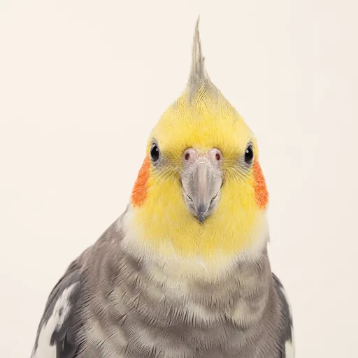 طيور